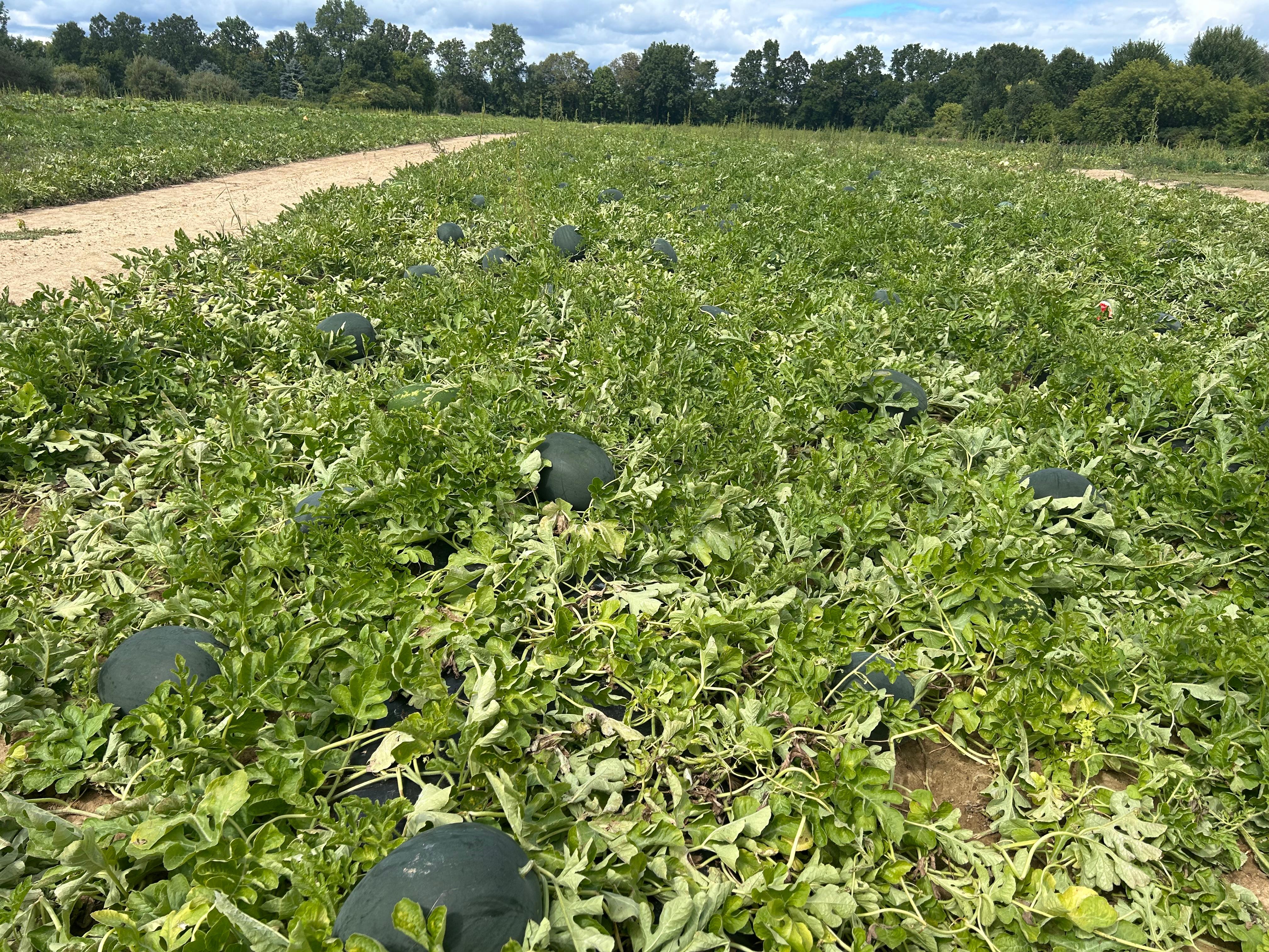 Field of watermelons with dark green fruit scattered among sprawling vines, bordered by a dirt path under partly cloudy skies.